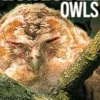 Hungover Owls by J. Patrick Brown Paperback Book