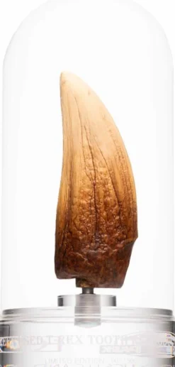 Jurassic Park - Screen Used T-Rex Tooth Reproduction 1:1 Scale Life-Size Prop Replica