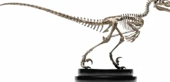 Jurassic Park - Velociraptor Skeleton Bronze 1/8th Scale Statue