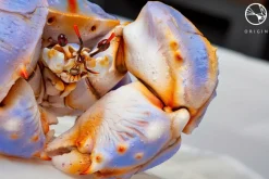 Origin - Gatekeeper Crab 10” Cinemaquette Statue