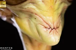 Overseer - Mantis 1:1 Scale Life-Size Bust