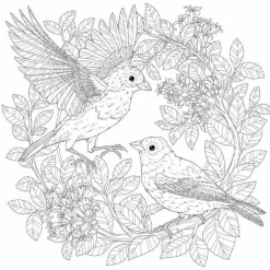 Smithsonian - Birds Colouring Book by Rachel Curtis Paperback