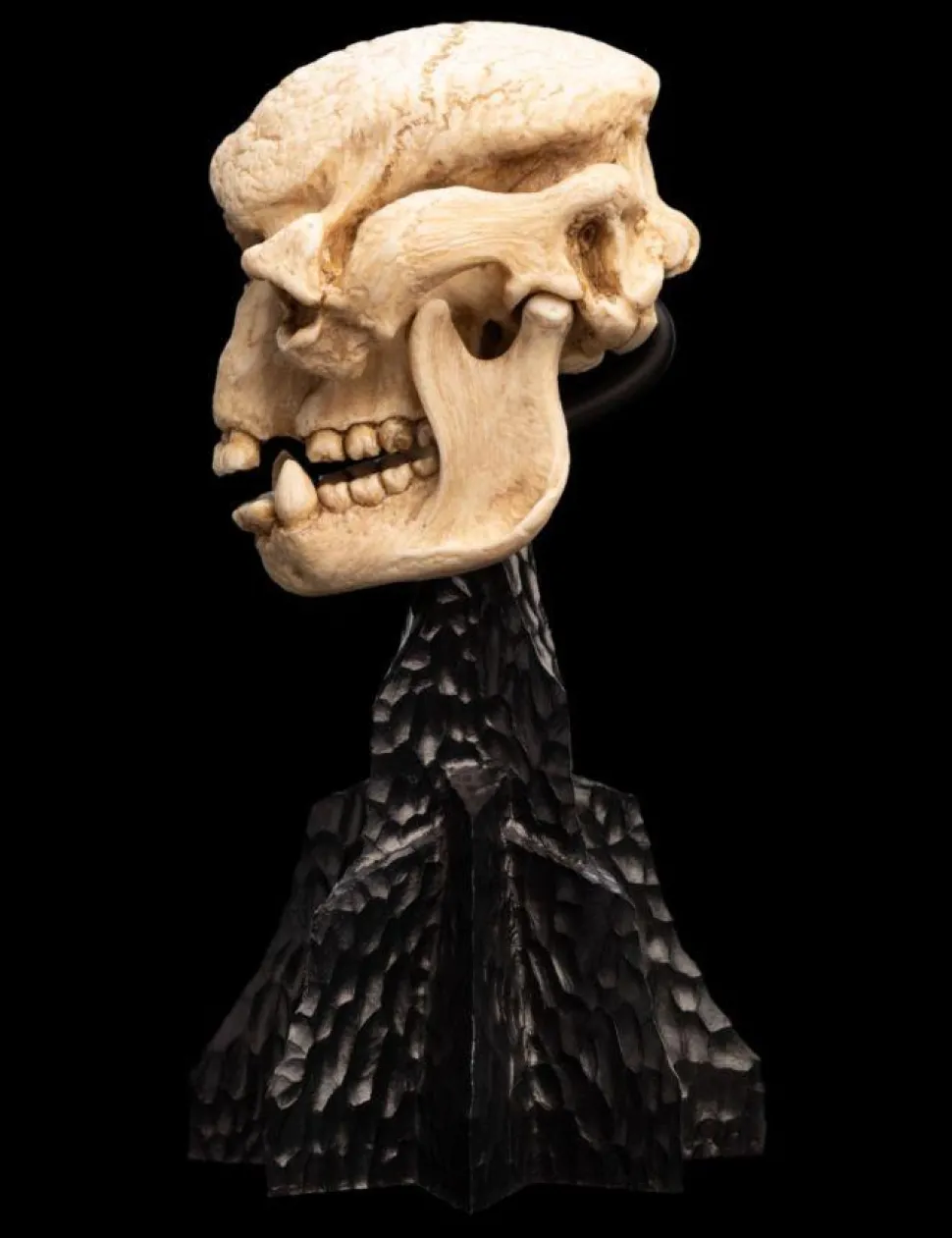 The Lord of the Rings - Skull of a Cave Troll Miniature Skull 6.5" Scaled Replica Statue