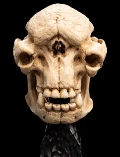 The Lord of the Rings - Skull of a Cave Troll Miniature Skull 6.5