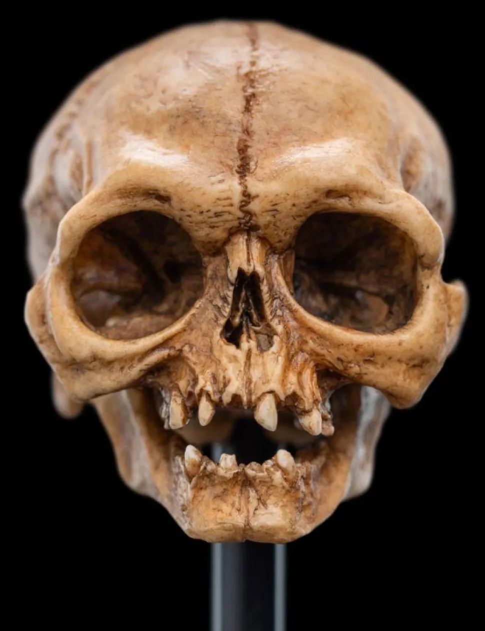 The Lord of the Rings - Skull of Gollum Miniature Skull 5" Scaled Replica Statue