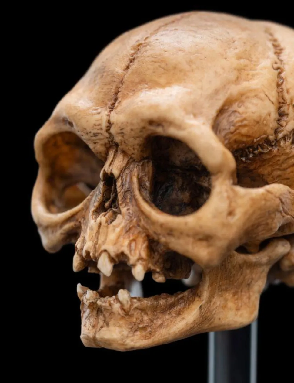 The Lord of the Rings - Skull of Gollum Miniature Skull 5" Scaled Replica Statue
