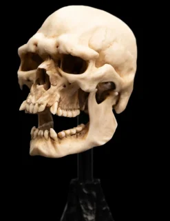 The Lord of the Rings - Skull of a Mordor Orc 6