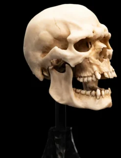 The Lord of the Rings - Skull of a Mordor Orc 6