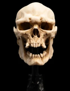 The Lord of the Rings - Skull of a Mordor Orc 6