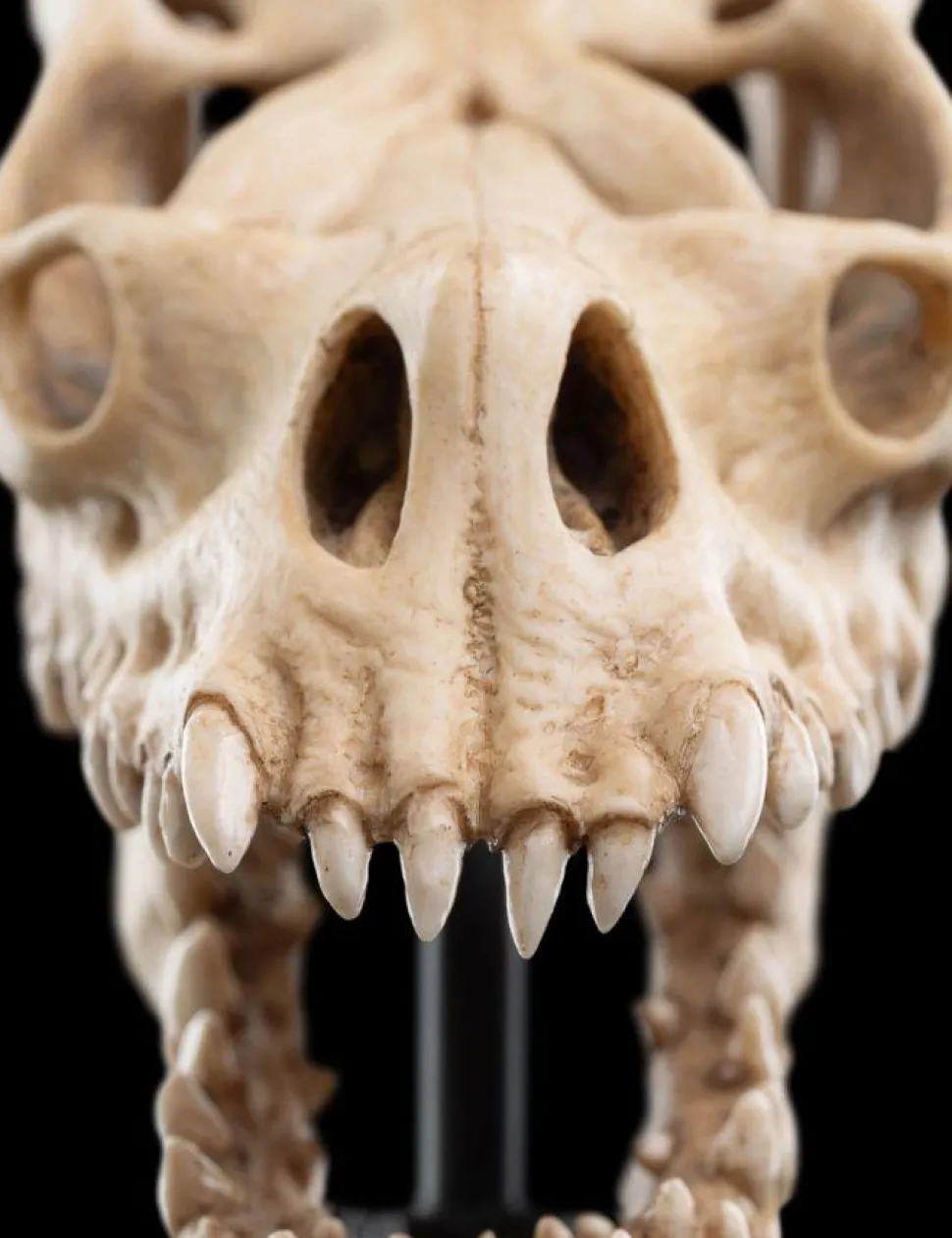 The Lord of the Rings - Skull of a Fell Beast Miniature Skull 8" Scaled Replica Statue