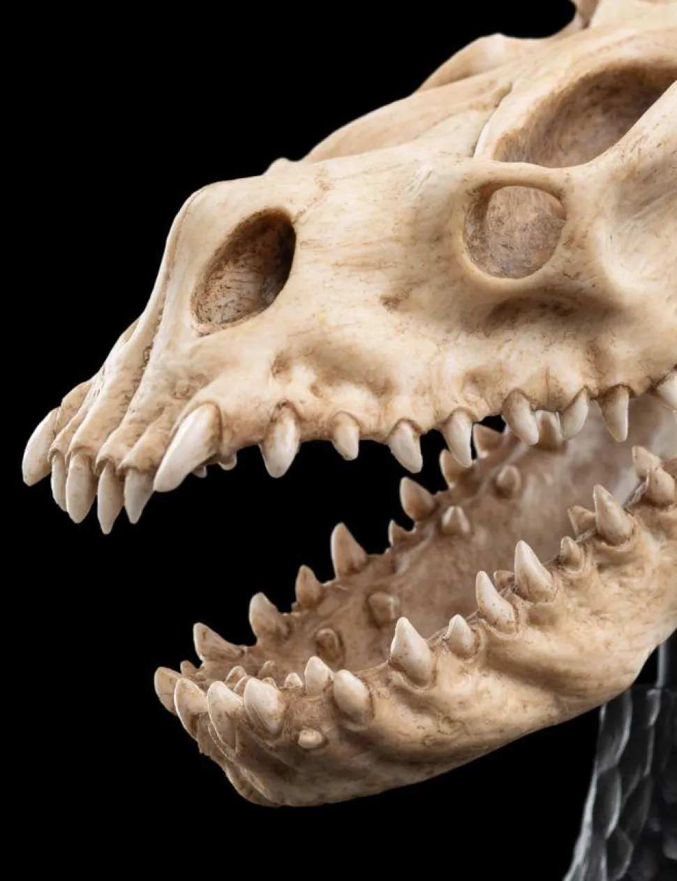 The Lord of the Rings - Skull of a Fell Beast Miniature Skull 8" Scaled Replica Statue