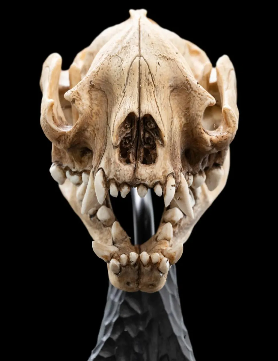 The Lord of the Rings - Skull of a Warg 8" Scaled Replica Statue