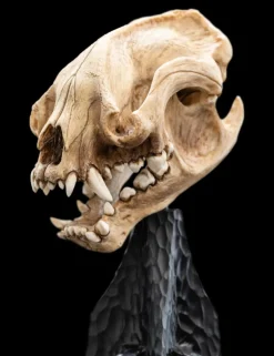 The Lord of the Rings - Skull of a Warg 8