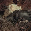 The Witcher - Volume 05 Fading Memories Trade Paperback Book