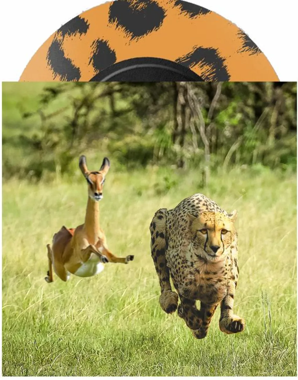 Thundercat & Tame Impala - No More Lies 7" Single Vinyl Record (Leopard Print Vinyl)