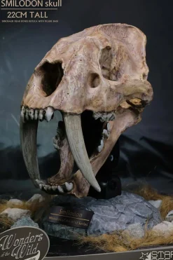 Wonders of the Wild - Smilodon Skull Fossil 8" Statue