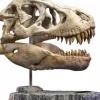 Wonders of the Wild - Tyrannosaurus Rex Skull 7” Statue