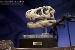 Wonders of the Wild - Tyrannosaurus Rex Skull 7” Statue