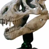 Wonders of the Wild - Tyrannosaurus Rex Skull Fossil 11" Scaled Replica Statue