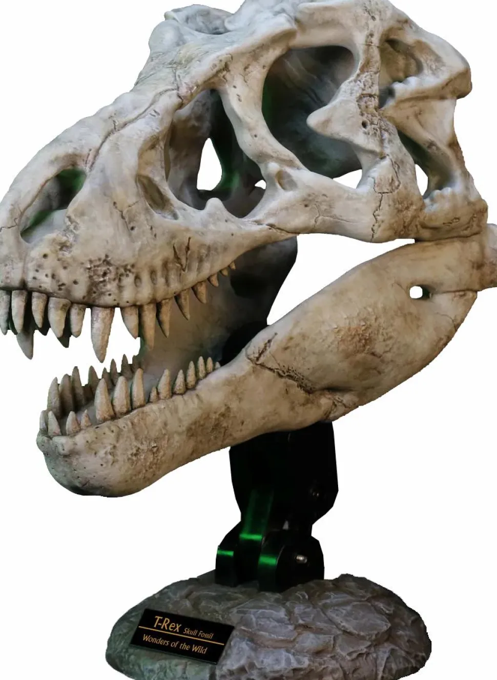 Wonders of the Wild - Tyrannosaurus Rex Skull Fossil 11" Scaled Replica Statue