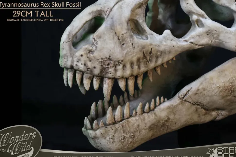 Wonders of the Wild - Tyrannosaurus Rex Skull Fossil 11" Scaled Replica Statue
