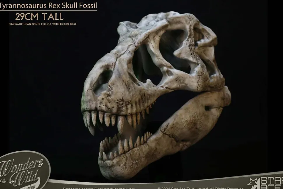 Wonders of the Wild - Tyrannosaurus Rex Skull Fossil 11" Scaled Replica Statue