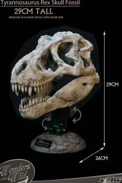 Wonders of the Wild - Tyrannosaurus Rex Skull Fossil 11