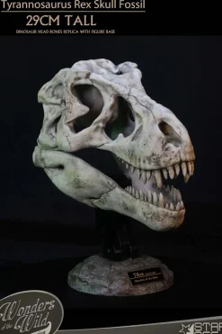 Wonders of the Wild - Tyrannosaurus Rex Skull Fossil 11