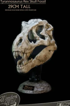 Wonders of the Wild - Tyrannosaurus Rex Skull Fossil 11